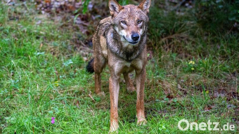 Der Wolf soll ins bayerische Jagdrecht aufgenommen werden. (Symbolbild) Bild: Armin Weigel/dpa