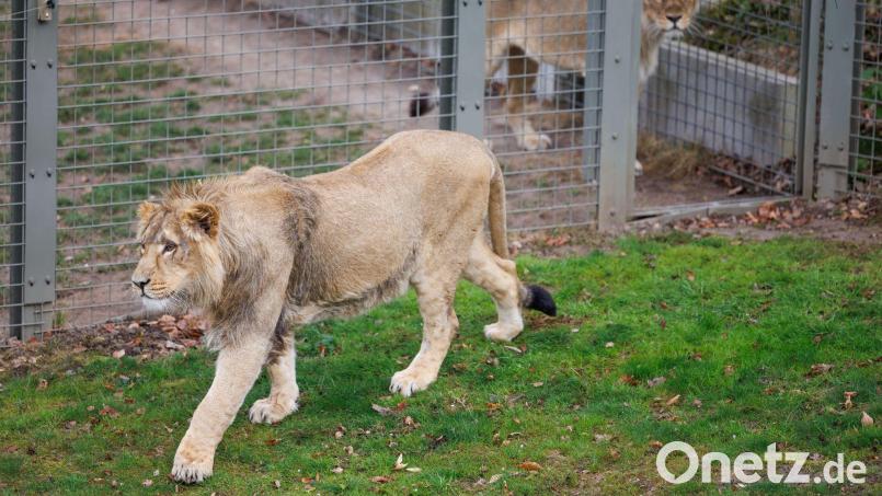 Mehrere Löwen stürzten sich auf den Zoo-Mitarbeiter. (Symbolbild) Bild: Friso Gentsch/dpa