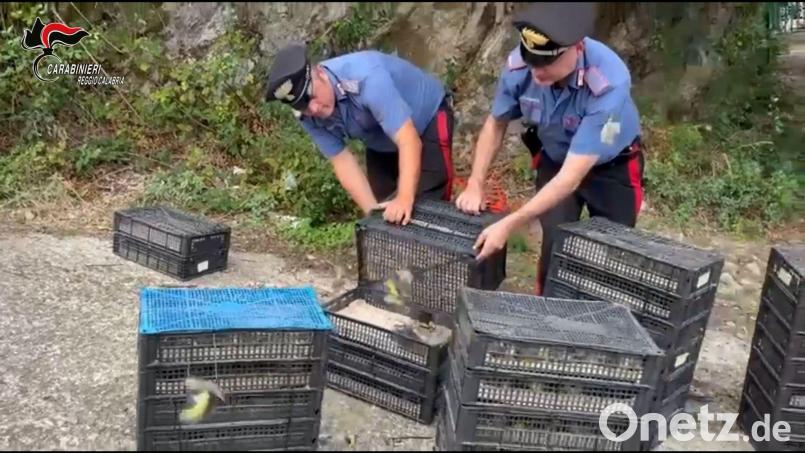 Den Einsatzkräften fiel der Kleintransport bei einer Verkehrskontrolle auf. Bild: ---/Carabinieri Reggio Calabria/dpa