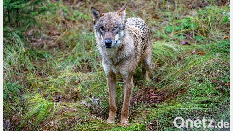 Ein Jungwolf - hier in einem Gehege des Nationalparkzentrums Falkenstein. (Symbolfoto) Bild: Armin Weigel/dpa