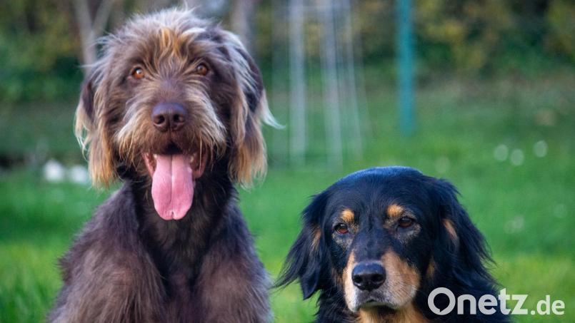 In den Städten Amberg, Weiden und Regensburg gibt es vergleichsweise wenige Hunde. Bild: Franka Eichl