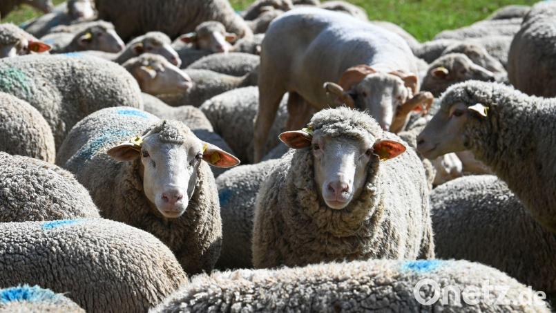 Rund 20 Tiere brechen aus ihrem Gehege aus. (Symbolbild) Bild: Heiko Rebsch/dpa