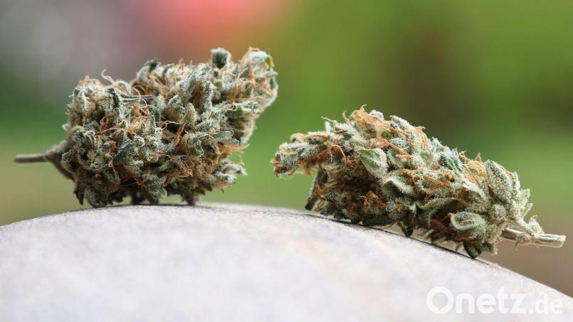 Das Landratsamt Bamberg hat einem oberfränkischen Cannabis-Club untersagt, weiter Hanf anzubauen und an Mitglieder abzugeben. (Symbolbild) Bild: Karl-Josef Hildenbrand/dpa