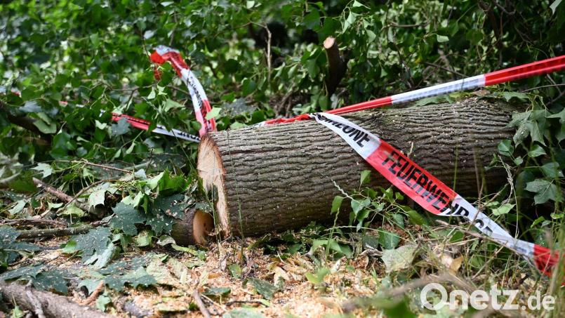 Gewitter über Wildpark Höllohe: Umgestürzte Bäume beschädigen Fahrzeuge Symbolbild: Michael Brandt/dpa