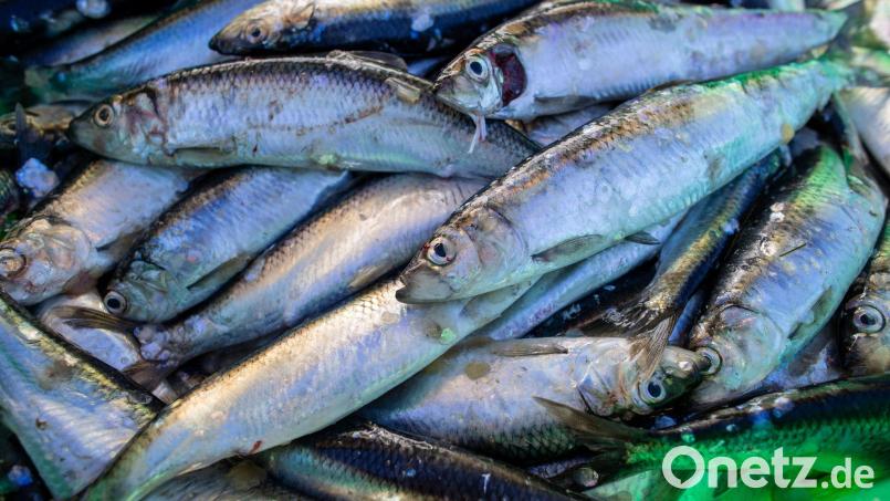Das Abkommen soll die Fischerei nachhaltiger machen. (Symbolbild) Bild: Jens Büttner/dpa-Zentralbild/dpa