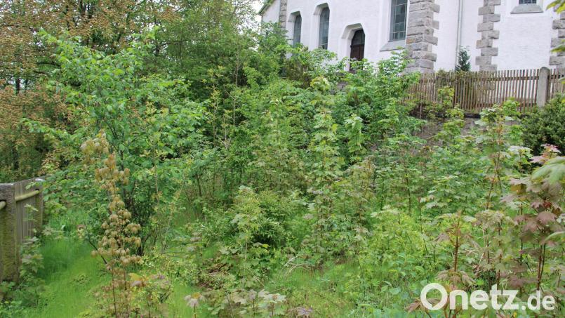 Wenn die Nutzungsverhältnisse an dem gemeindlichen Grundstück neben der evangelischen Kirche St. Erhard geklärt sind, kann der Obst- und Gartenbauverein Wildenau das Grundstück pachten. Darauf entstehen soll ein Mitmachgarten für alle Generationen. Bild: prh