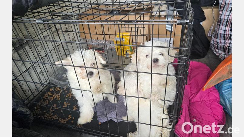 Zollbeamte entdeckten auf der A3 bei Würzburg mehrere verängstigte Hundewelpen ohne Papiere. Bild: -/Hauptzollamt Schweinfurt/dpa