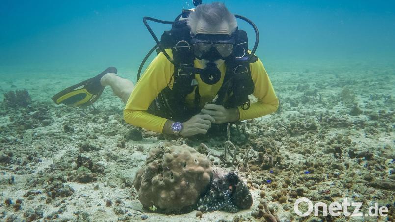 Hannes Jaenicke beim Tauchen in Indonesien mit einer Großen Blauen Krake (Day Octopus) im Vordergrund. Bild: Markus Strobel/Tango Film Gmbh/ZDF/dpa