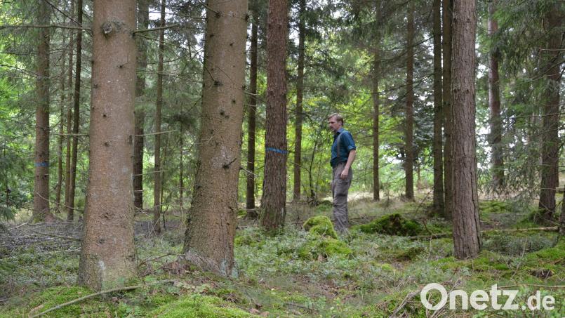 Stadtförster Stefan Gradl inspiziert die Bäume im Stadtwald-Distrikt &quot;Unteres Tor&quot; südwestlich von Tirschenreuth. An den blauen Markierungen sind die so genannten Zielbäume zu erkennen, die stehen bleiben und gepflegt werden sollen. Bild: Thorsten Schreiber