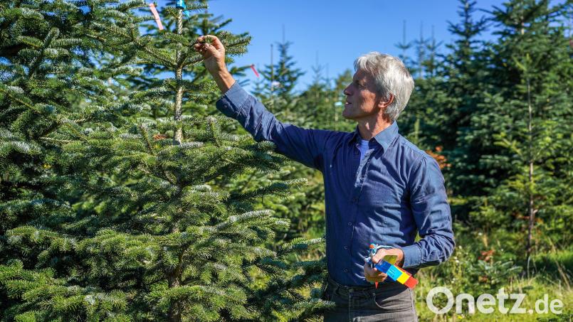 Gerhard Hösl baut auf seiner Plantage in Pressath unterschiedliche Baumsorten an. Der Spätfrost im Mai machte vor allem den Setzlingen der Nordmanntanne zu schaffen. Bild: Landkreis Neustadt/WN