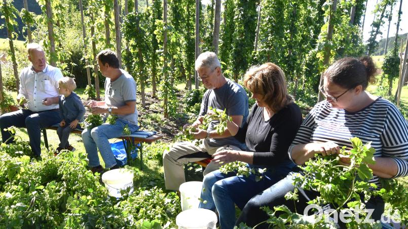 Voll konzentriert waren die Helferinnen und Helfer beim Hopfenzupfen in Illschwang bei der Arbeit. Der Bräu des Illschwanger Hopfenbiers, Arno Diener (links), aus Amberg gibt einem Jungen einige Tipps. Bild: no