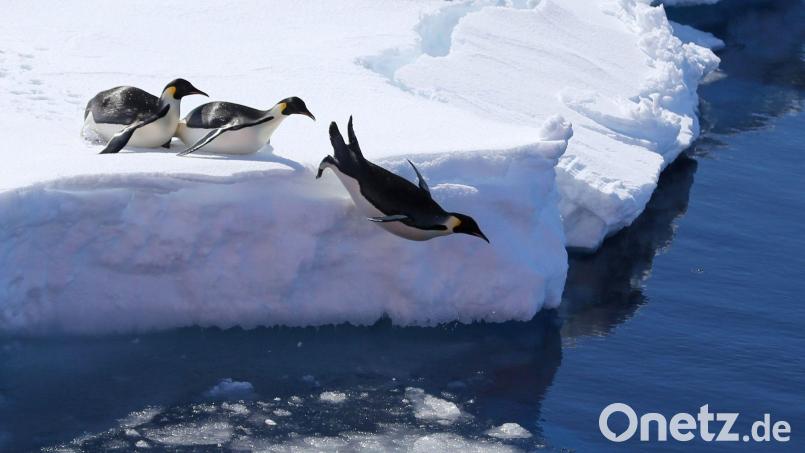 Die Vogelgrippe bedroht nach Einschätzung von Forschern auch Pinguine. (Archivbild) Bild: Liu Shiping/Xinhua/dpa