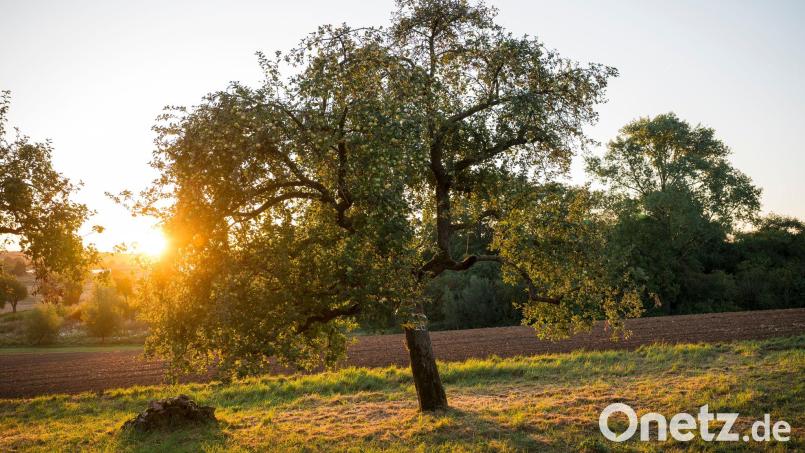 Den Freistaat erwarten zum Wochenende für Mitte September ungewöhnlich hohe Temperaturen. (Symbolbild) Bild: Daniel Vogl/dpa