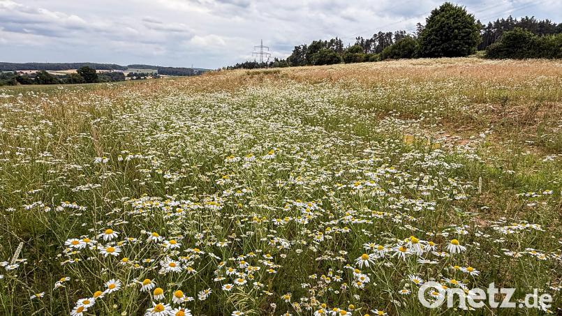 Auf dieser Ausgleichsfläche bei Lengenfeld, die zuvor intensiv bewirtschaftet wurde, blüht es jetzt wieder wild. Allerdings wird es noch geraume Zeit dauern, bis das gewünschte Ergebnis erreicht ist. Bild: Stephan Huber