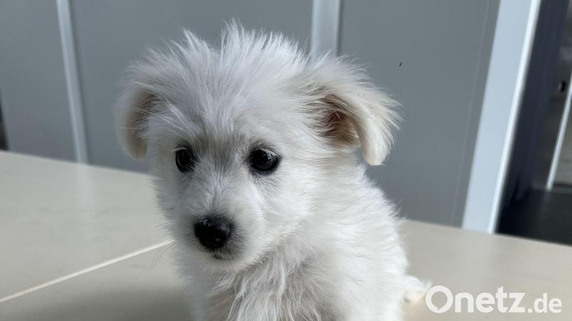 Der kleine Hund wird seine nächste Zeit im Tierheim verbringen müssen. Bild: -/Hauptzollamt Augsburg/dpa