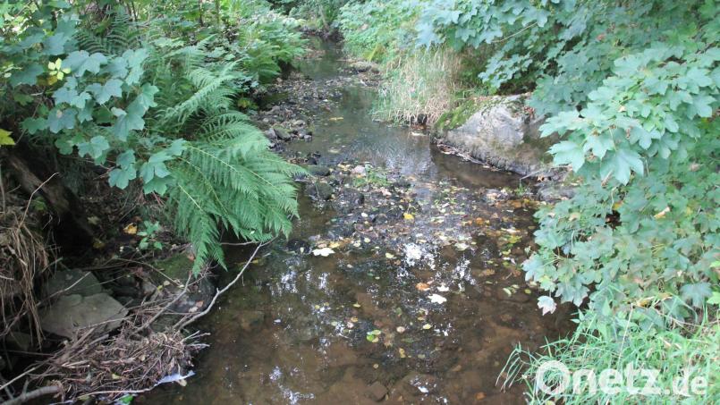 Die ökologische Verbesserung des Floßbachs wird mit dem Wasserwirtschaftsamt Weiden besprochen. Bild: pi
