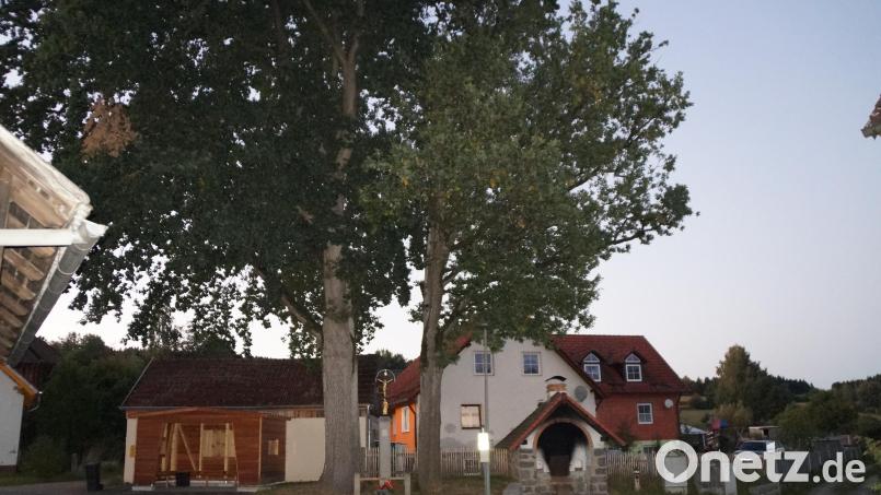 Die mächtigen Eichen sind ein Wahrzeichen von Pottenhof und stehen unter Naturschutz. Nun sollen sie bewässert werden, wozu ein Hydrant umgerüstet wird Bild: wel