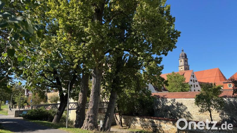 Einer der großen Bäume am Basteisteg in Amberg muss stark eingekürzt werden: Die Pappel ist nicht mehr ganz standsicher, das hat eine Untersuchung ergeben. Bild: Heike Unger [eik] (heike.unger@oberpfalzmedien.de)