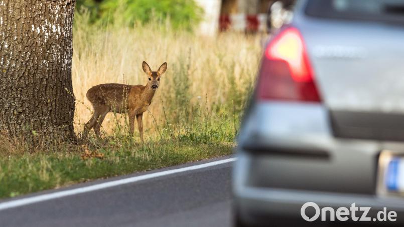 Die Gefahr blickt aus großen Augen: Im Herbst müssen Autofahrer verstärkt mit Wildwechsel rechnen. Symbolbild: Patrick Pleul