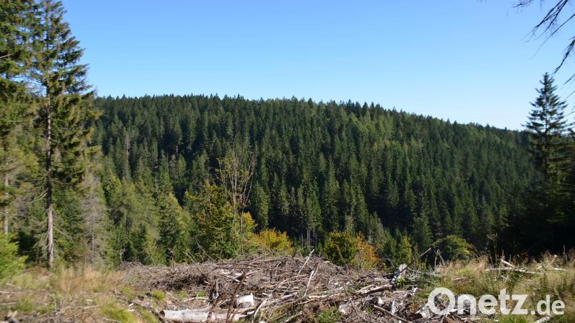 In diesem Waldgebiet mit Westhang liegt die Vorrangfläche für die Nutzung der Windkraft im Waldgebiet Flötz. Eigentümerin ist die Stadt Kemnath Bild: ak