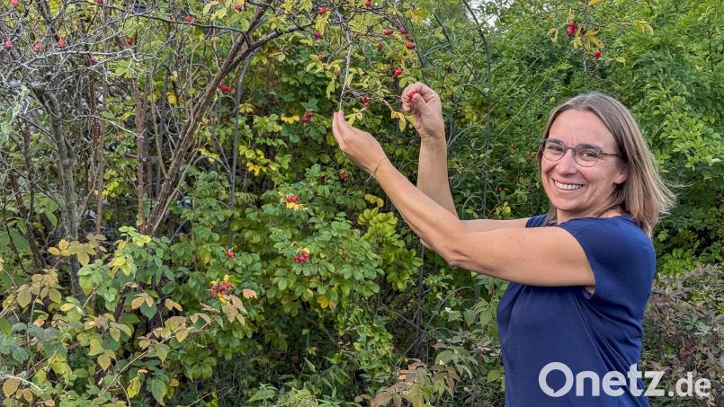 Maria Müller aus Pechbrunn im Landkreis Tirschenreuth ist Fachberaterin für die Selbstversorgung mit essbaren Wildpflanzen. Dazu zählen auch Hagebutten, die sie gerade erntet. Bild: Susanne Forster