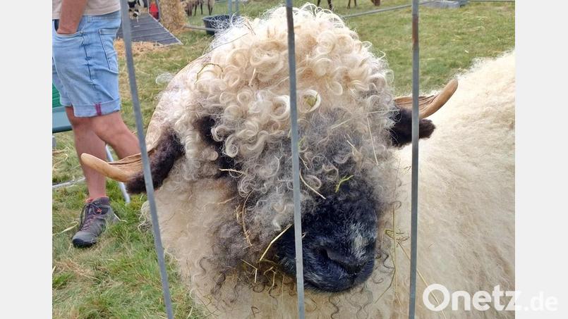 Seine hübsche Knollennase gabe dem &quot;Schwarznasenschaf&quot; den Namen. Bild: ld