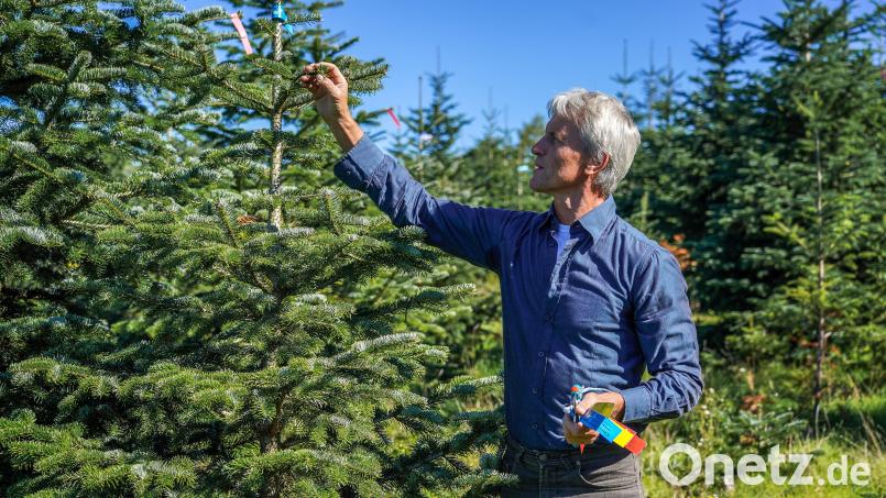 Gerhard Hösl baut auf seiner Plantage in Pressath unterschiedliche Baumsorten an. Der Spätfrost im Mai machte vor allem den Setzlingen der Nordmanntanne zu schaffen. Bild: Landkreis Neustadt/WN/exb