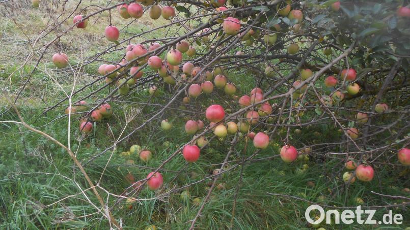 Der Landschaftspflegeverband Amberg-Sulzbach bietet heuer zum sechsten mal eine Apfel-Sammelaktion an. Bild: Richard Lehmeier