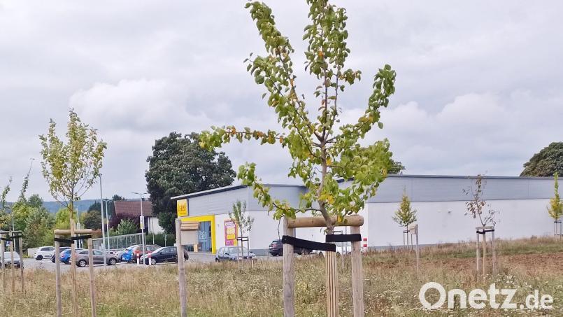 Im Zuge der Entstehung des Nettomarktes wurde östlich des Marktes eine Ausgleichsfläche mit mehreren Baumreihen geschaffen. Diese wird nun erweitert, um das Baugebiet &quot;Oberölbühl - Süd&quot; abschlißen zu können. Bild: Bertram Nold