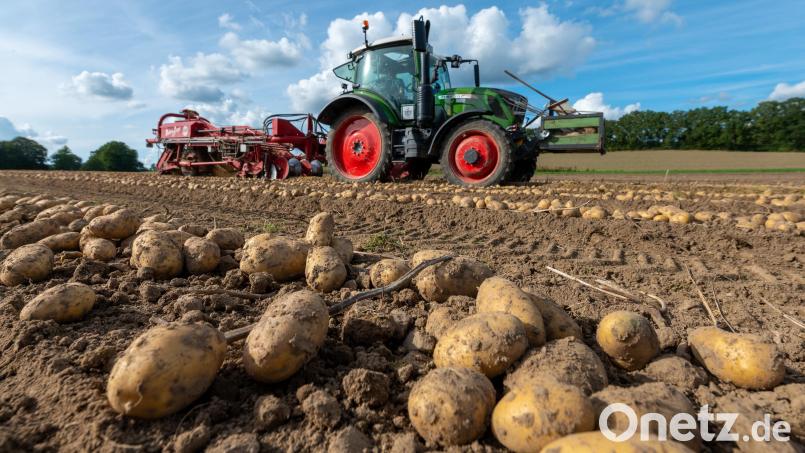 Der freie Markt wird in diesem Jahr von Kartoffeln überschwemmt, die Preise sinken deshalb dramatisch. Symbolbild: Philipp Schulze/dpa