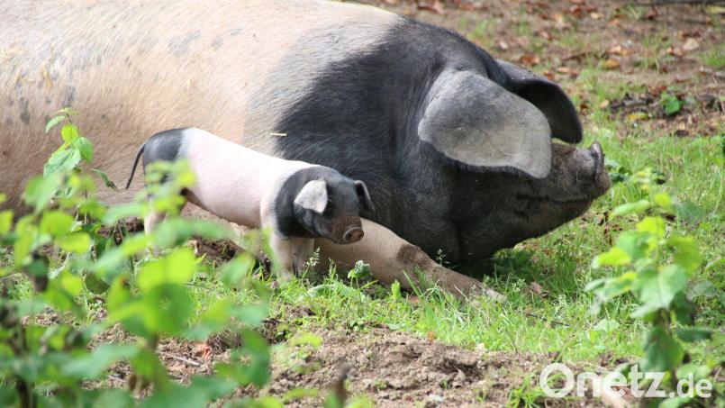 Auch das Schwäbisch-Hällische Schwein lebt im Freilandmuseum Oberpfalz. Bild: Elisabeth Götz/Freilandmuseum Oberpfalz/exb