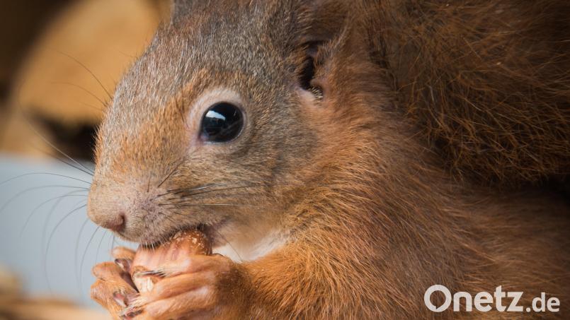 Die Herbstmonate sind für Eichhörnchen eine Zeit intensiver Aktivität und besonderer Gefahr. Bild: Kerstin Ellersdorfer