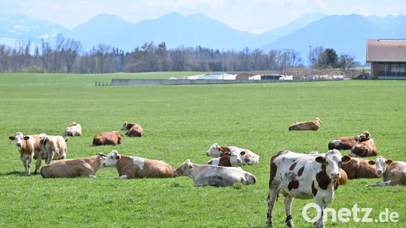 Auch auf Bayerns Weiden werden Rinder seltener. Das „Alpenfleckvieh“ - so der offizielle Name - ist ein sogenanntes Doppelnutzungsrind, das sowohl für Fleisch- als auch Milchproduktion gezüchtet wird. Die in Norddeutschland üblichen schwarz-bunten Holsteinrinder hingegen sind Milchkühe. Symbolbild: Uwe Lein/dpa