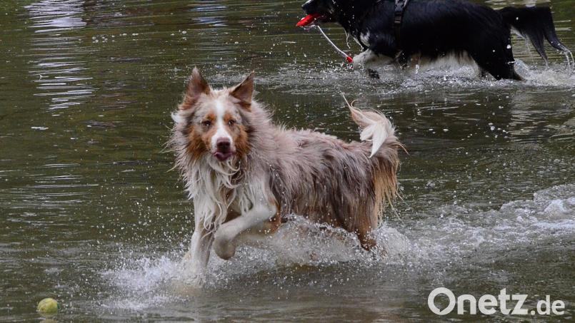 Klitschnass, aber riesige Freude dabei: Das Hundeschwimmen kam bei den Tieren sowie Frauchen und Herrchen super an. Bild: Kunz
