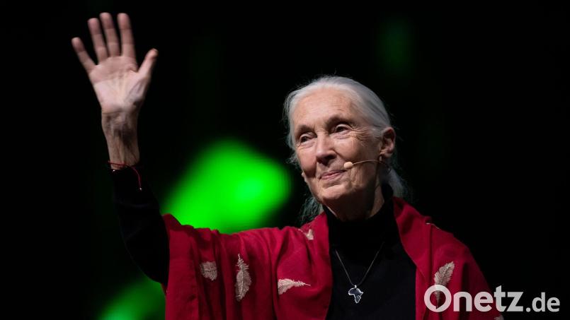 Der Tod der berühmten Schimpansenforscherin Jane Goodall hat weltweit Trauer ausgelöst. (Archivbild) Bild: Sven Hoppe/dpa