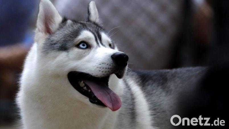 Ein Paketzusteller wurde in Ebermannsdorf von einem Husky gebissen und musste im Krankenhaus behandelt werden. Symbolbild: Barbara Walton/dpa