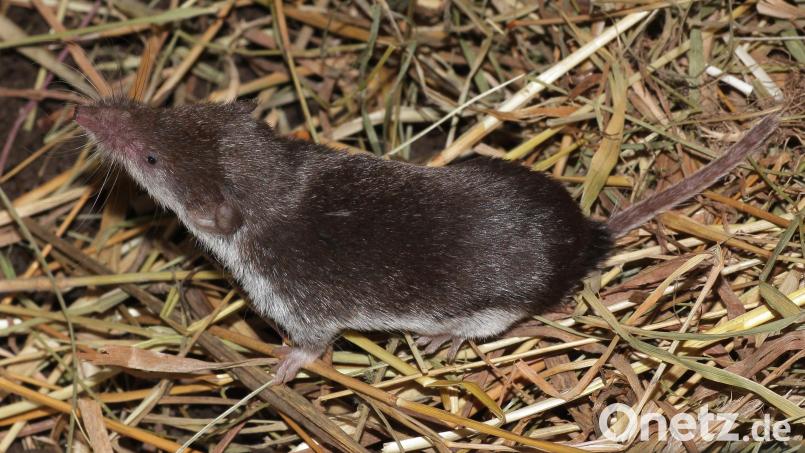 Der Kontakt mit einer Feldspitzmaus oder deren Ausscheidungen wie Kot. Urin oder Speichel kann bei Menschen zu der Bornavirus-Infektion führen. Bild: FLI / Dr. Henning Vierhaus