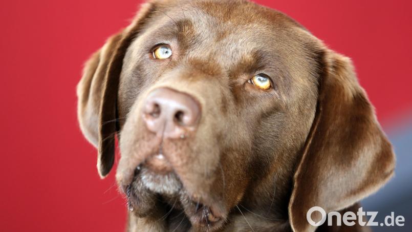 In Amberg kollidiert eine E-Scooter-Fahrerin mit einem Labrador. Beide erleiden leichte Verletzungen. Die Polizei ermittelt. Symbolbild: Bernd Wüstneck/dpa
