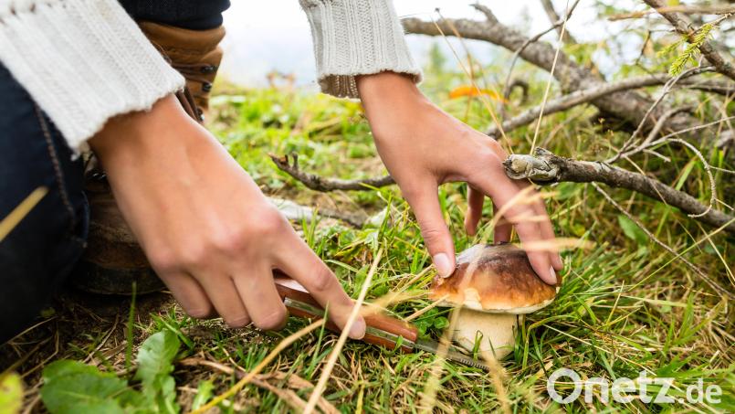 Wer gerne in die Pilze geht, kann seine Funde zum Tag der offenen Tür der Weidener Tafel am Samstag, 11. Oktober, mitbringen. Vier Experten stehen dort zur Beratung bereit. Symbolbild: Kzenon - stock.adobe.com