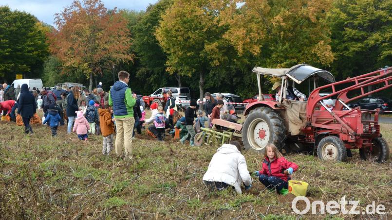 Kinder und Eltern waren begeistert beim Kartoffelklauben auf dem Feld, das frisch geerntet wurde. Bild: jr