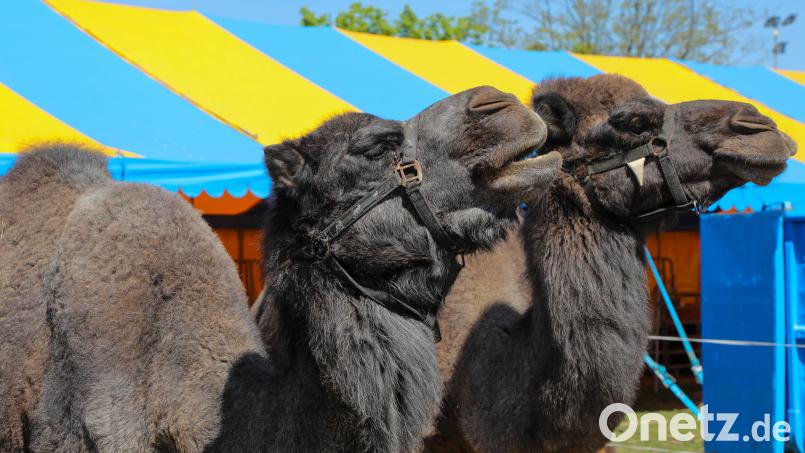 Der Circus Karl Altoff Köllner gastiert ab 11. Oktober in Weiden – in den Shows treten auch etliche Tiere auf. Archivbild: Wolfgang Steinbacher