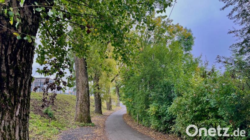 Wuchtige Stämme und eine beachtliche Größe haben die Pappeln am Sportplatz der DJK Neustadt erreicht. Weil aber immer wieder gefährlich große Äste herabfallen, werden sie nun gefällt. Bild: Gabi Schönberger