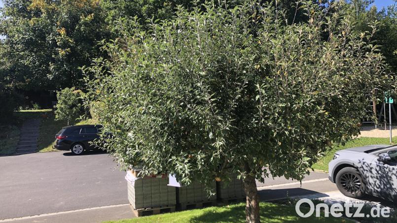 Bis an einem Apfelbaum Früchte reifen, was zurzeit der Fall ist, braucht es Geduld. Derzeit können sich Interessierte aus Falkenberg bis 31. Oktober melden, um einen kostenlosen Obstbaum als Teil der Aktion &quot;Streuobst für alle&quot; zu erhalten. Bild: wro