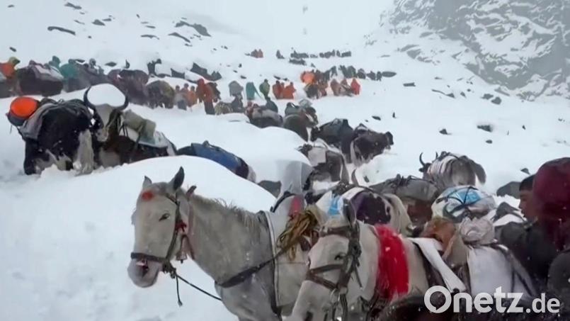 Ochsen und Pferde wurden bei der Suche nach den Wanderern eingesetzt. Bild: Lingsuiye/Xinhua/dpa