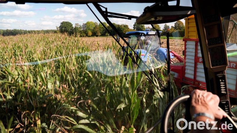 Ob als Futter für Nutztiere oder als Energiequelle für Biogasanlagen: Futtermais ist für viele Landwirte in der Oberpfalz essenziell. Bild: Marco Meier/Petra Hartl