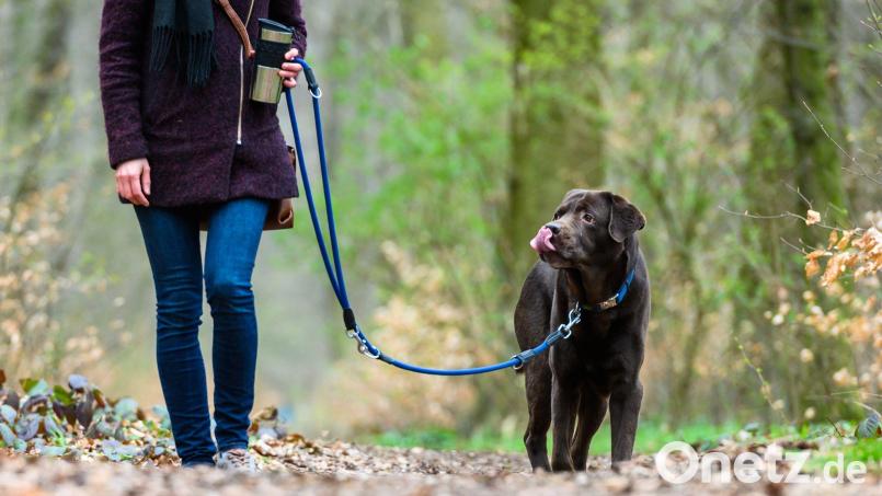 Das Veterinäramt Weiden gibt Entwarnung: Hundebesitzer in Weiden müssen keine Angst vor Staupe und Zwingerhusten haben. Symbolbild: Christophe Gateau/dpa