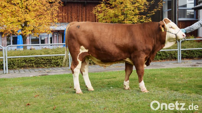 Ein mischerbig hornloser „ZIO“-Sohn vom Betrieb Mosandl aus Ottmaring wurde vom Zweckverband II für künstliche Besamung in Greifenberg ersteigert. Der Zuschlag erfolgte bei 4700 Euro. Bild: RZO/Steiner