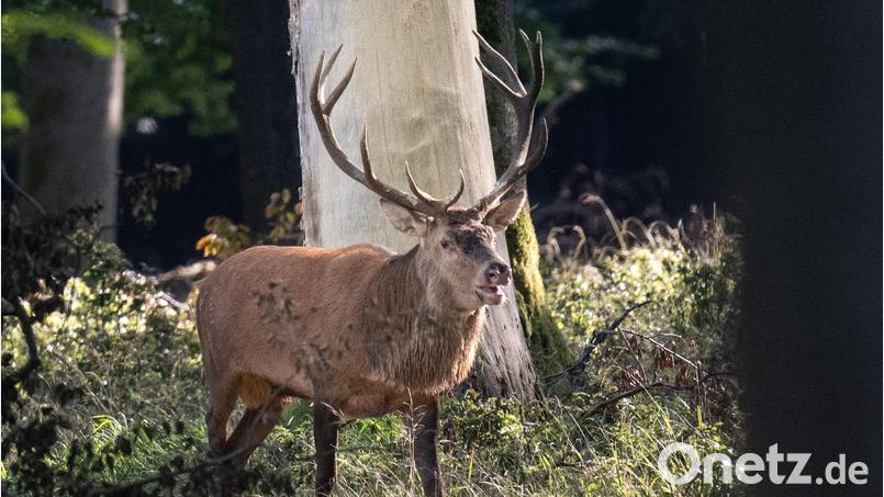 In der Brunftzeit legen Rothirsche lange Strecken zurück, um Partnerinnen zu finden. (Archivbild) Bild: Boris Roessler/dpa
