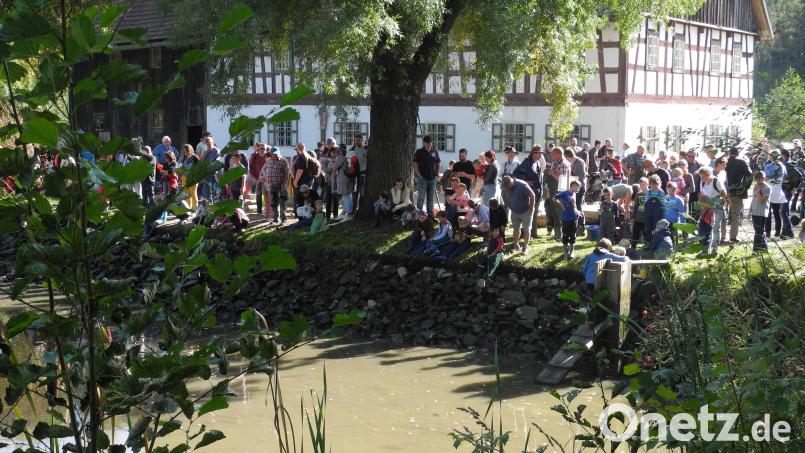 Das Abfischen des Mühlenteich beginnt am Sonntag um 13 Uhr im Freilandmuseum Oberpfalz. Bild: Anton Kraus/Freilandmuseum Oberpfalz/exb