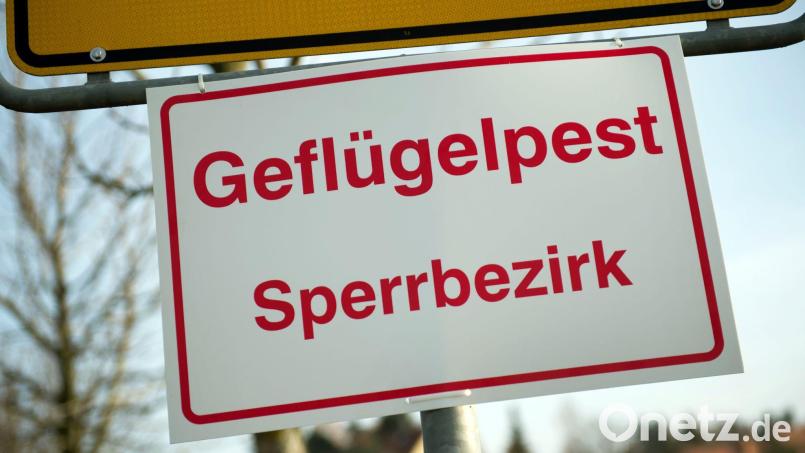 In einem Gänsemastbetrieb im Landkreis Dingolfing-Landau ist die Geflügelpest nachgewiesen worden (Archivbild). Bild: Arno Burgi/dpa-Zentralbild/dpa